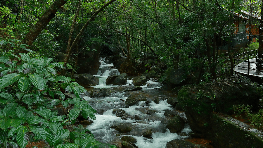 Water flowing through the rocks amidst greenery | Vythiri Resort, Wayanad